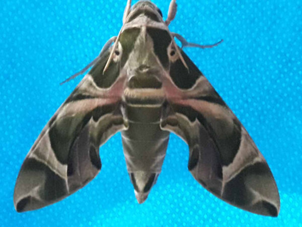 Insect