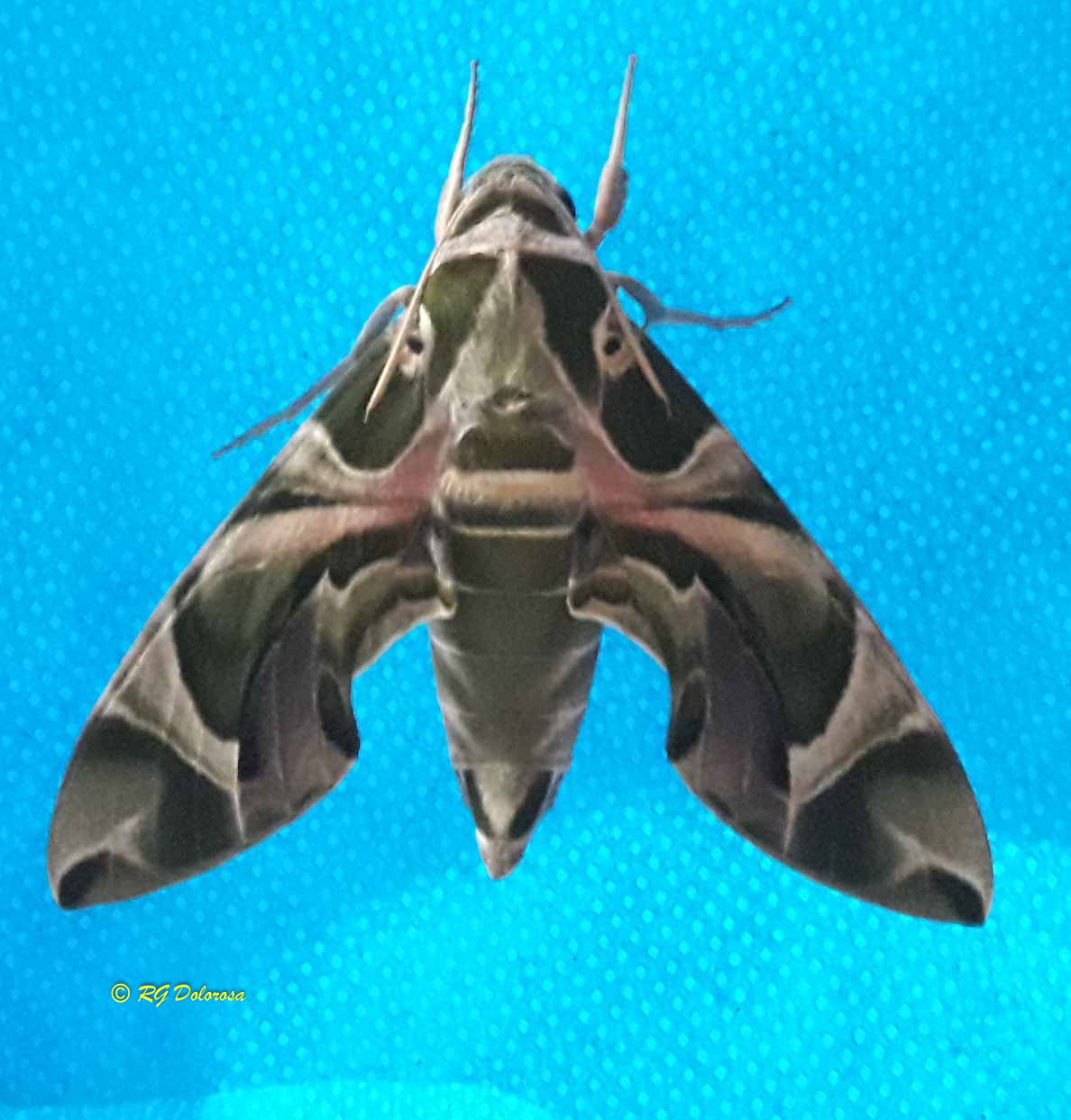 Insect