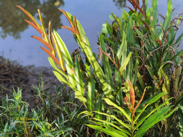 Acrostichum speciosum