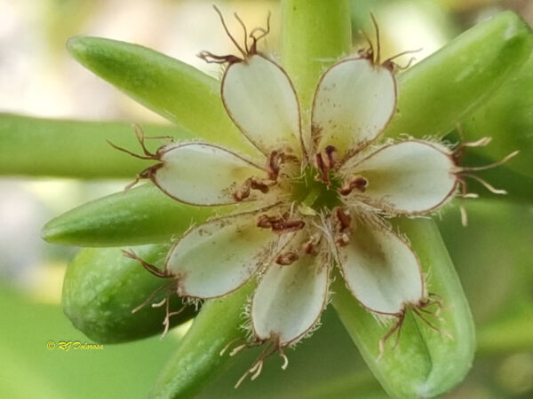 Bruguiera parviflora