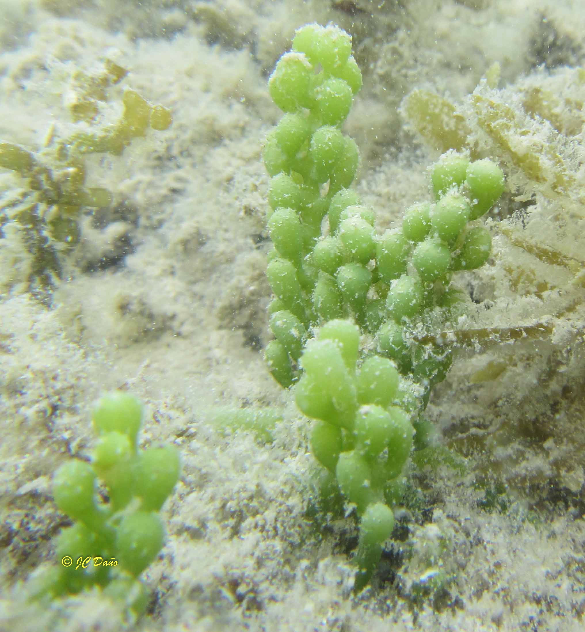 Caulerpa racemosa