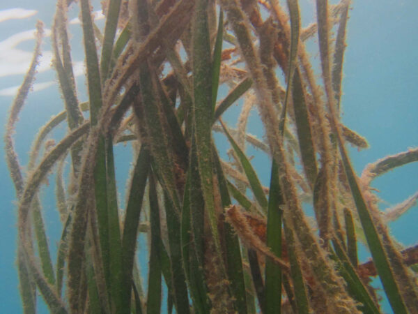Enhalus acoroides