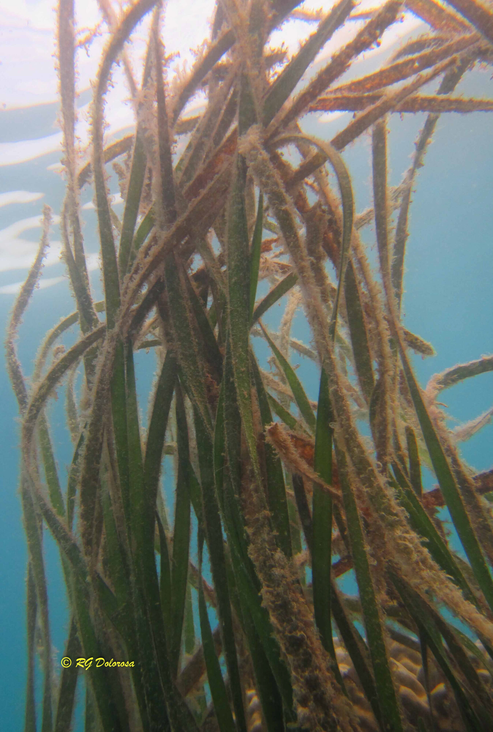 Enhalus acoroides