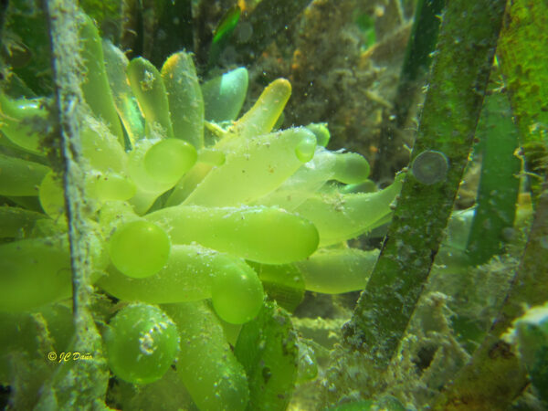 Boergesenia forbesii