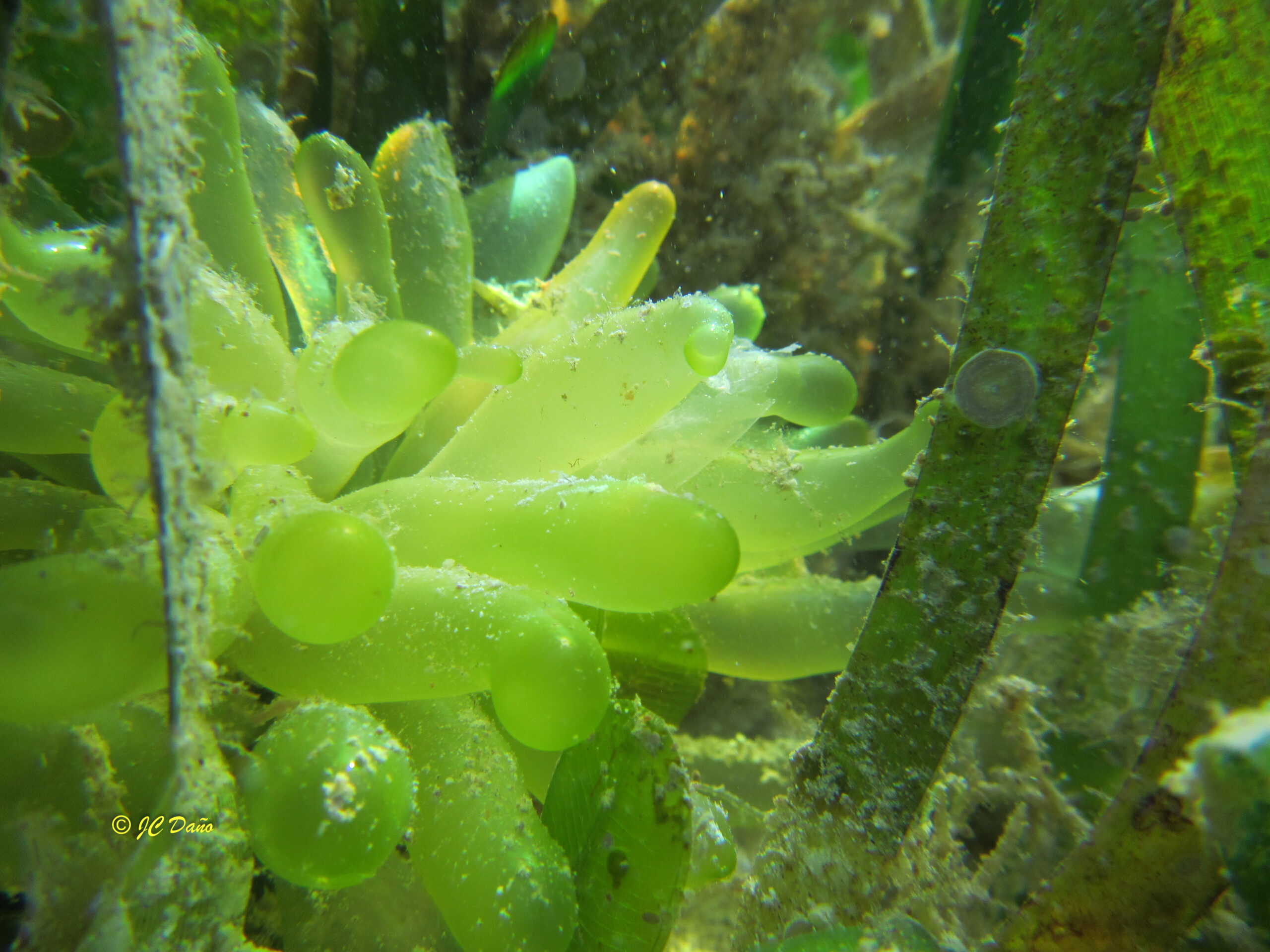 Boergesenia forbesii