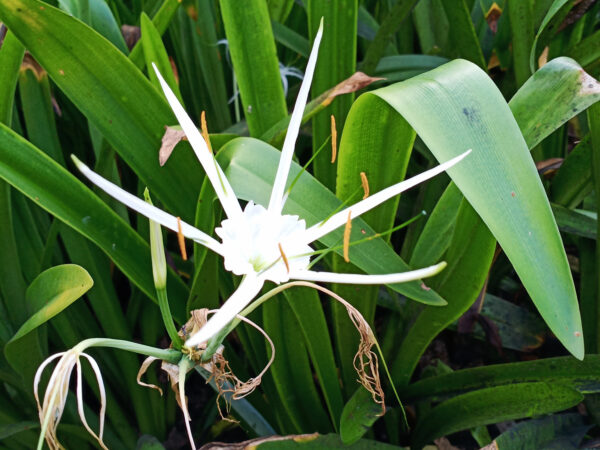 Crinum asiaticum