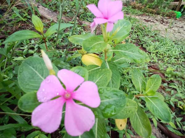 Catharanthus roseus