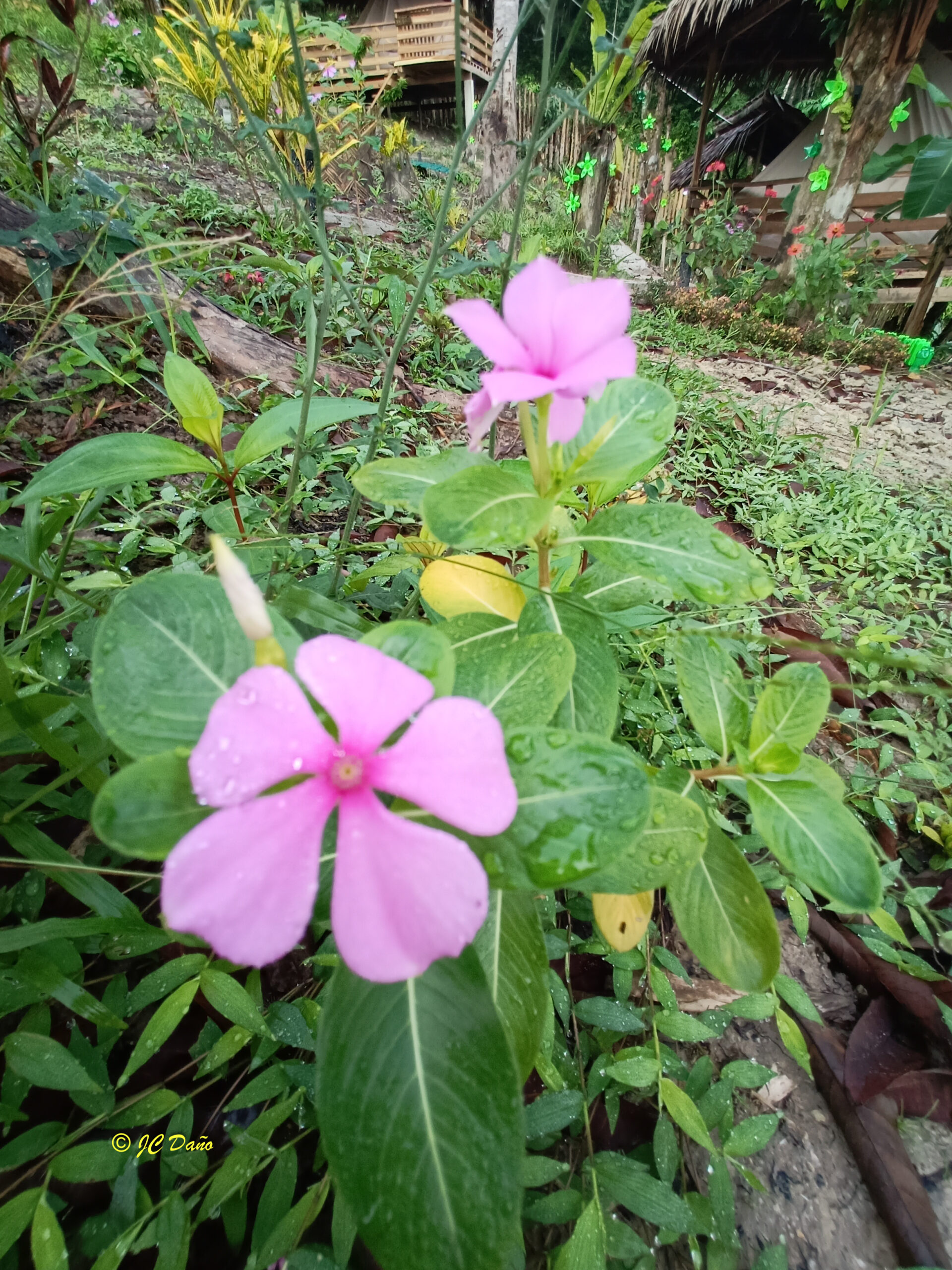 Catharanthus roseus