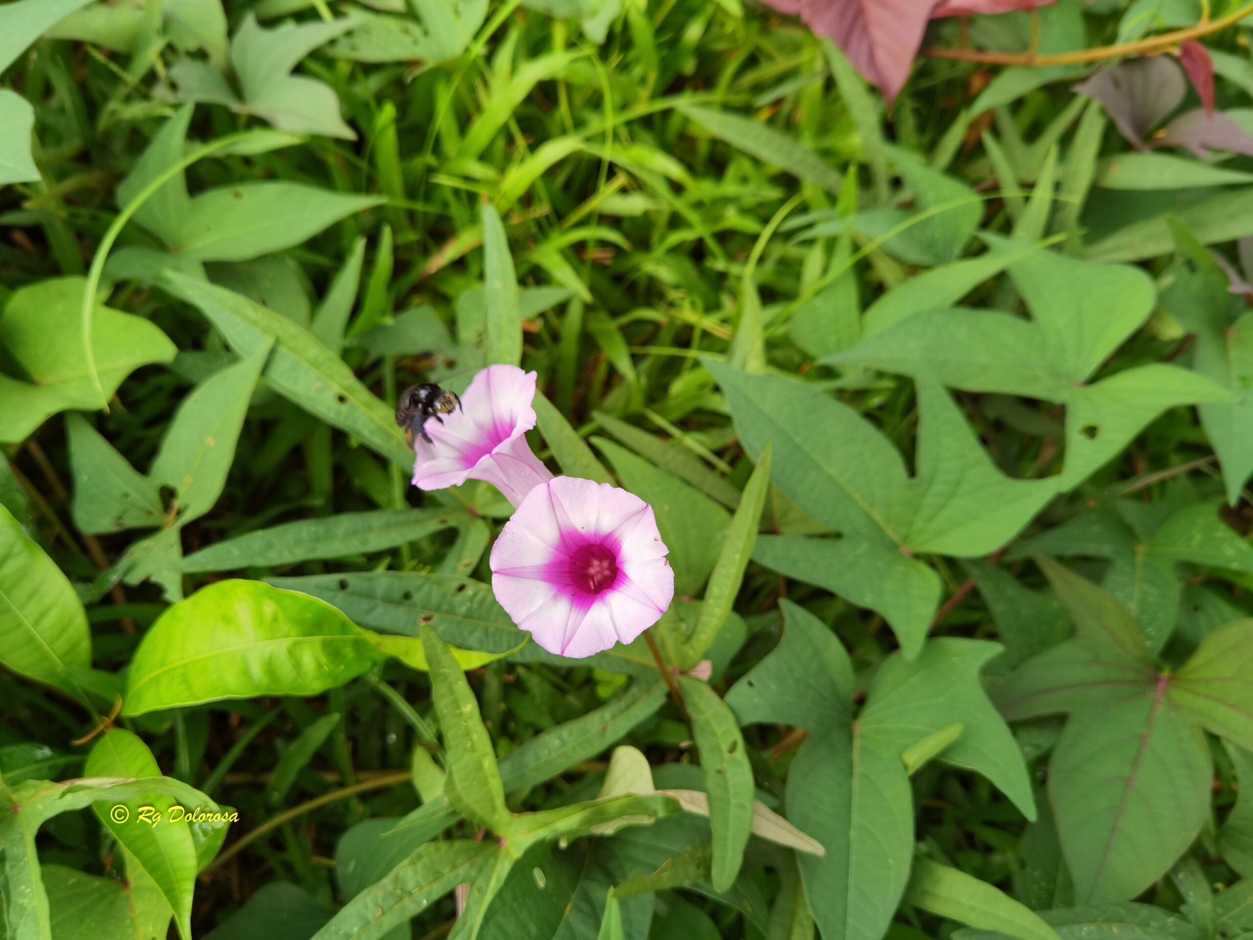 Ipomoea batatas