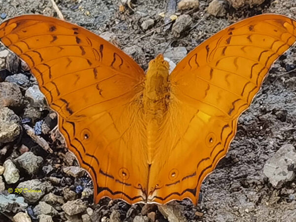 Insect
