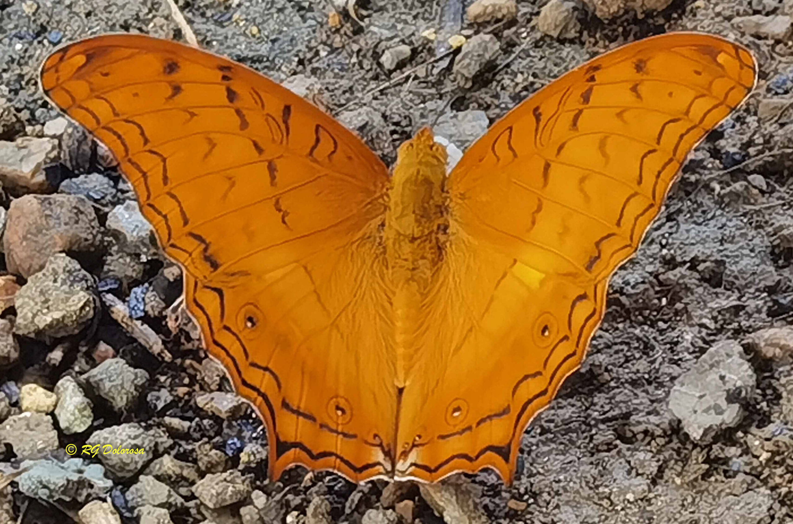 Insect