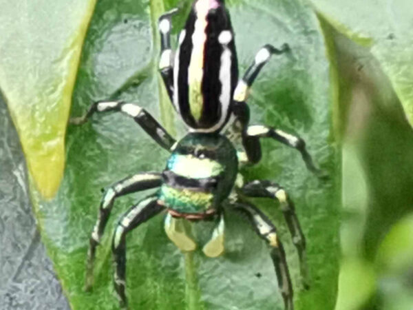 Insect