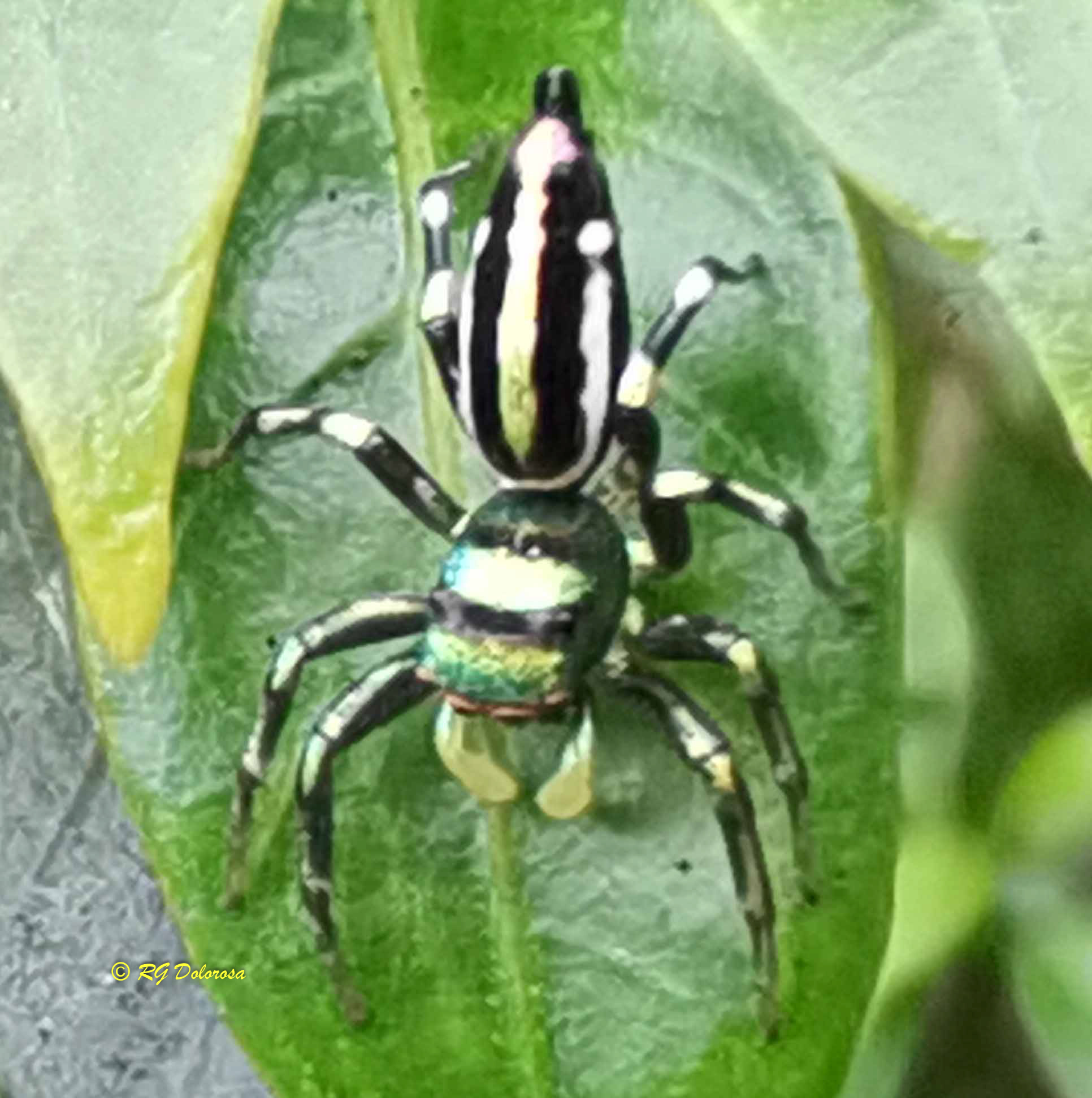 Insect