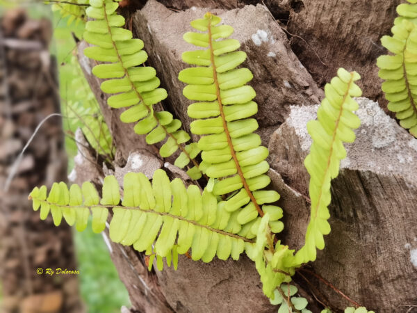 Fern