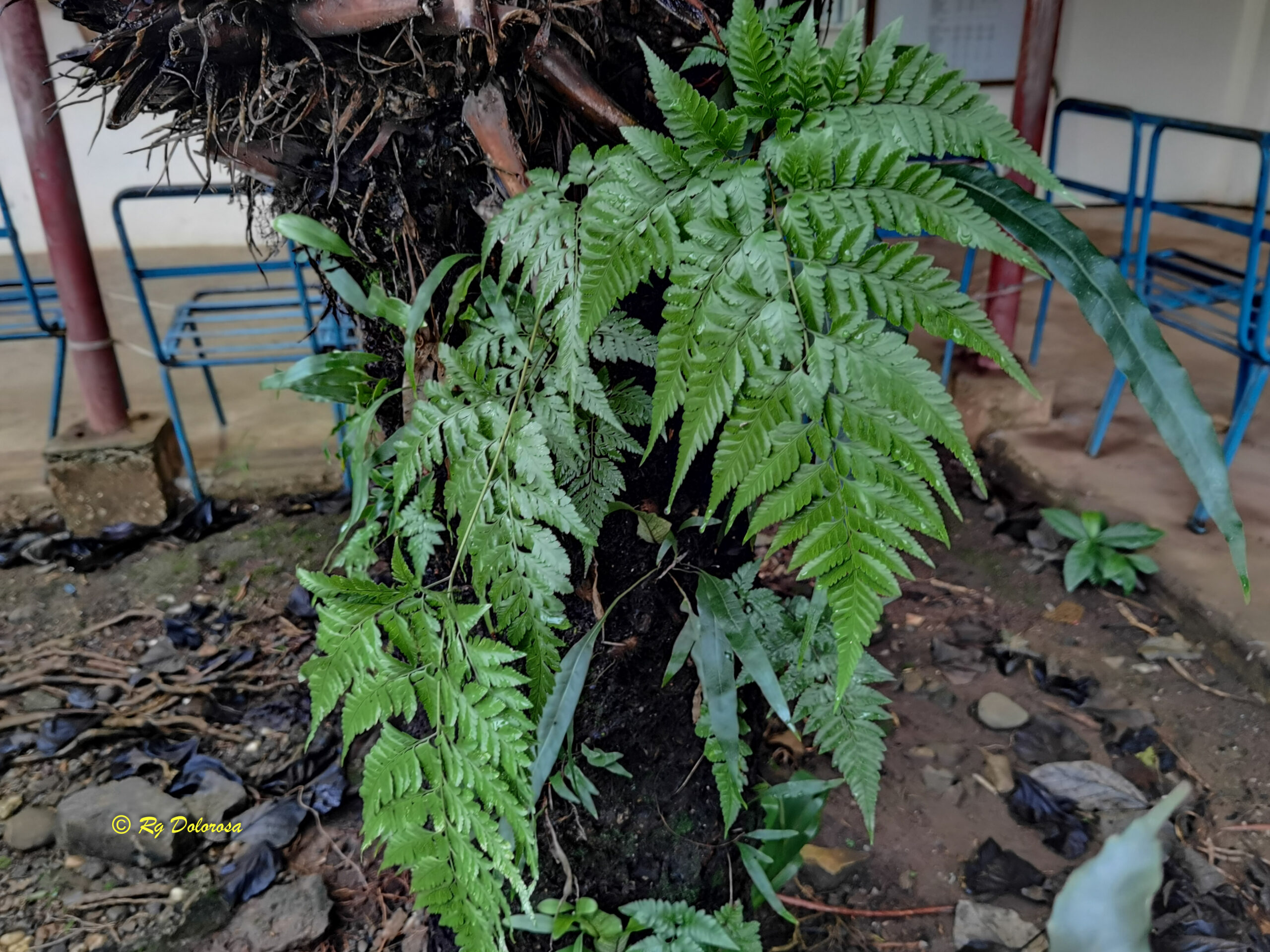 Fern