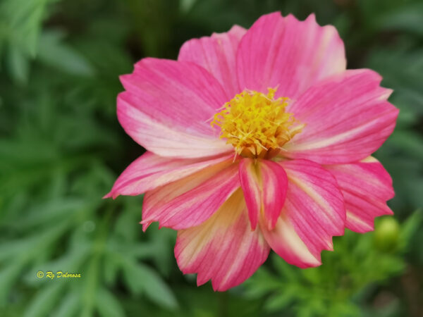 Zinnia sp.