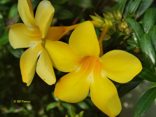 Allamanda cathartica