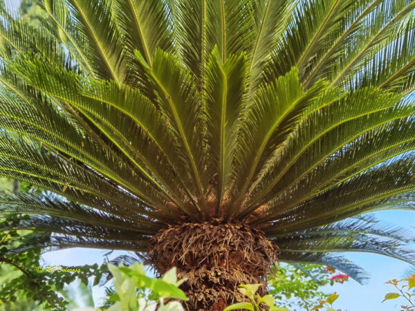 Cycas edentata