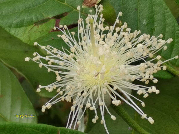 Psidium guajava