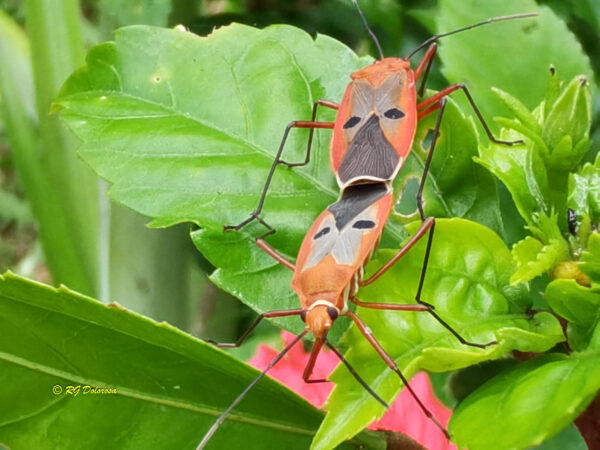 Insect