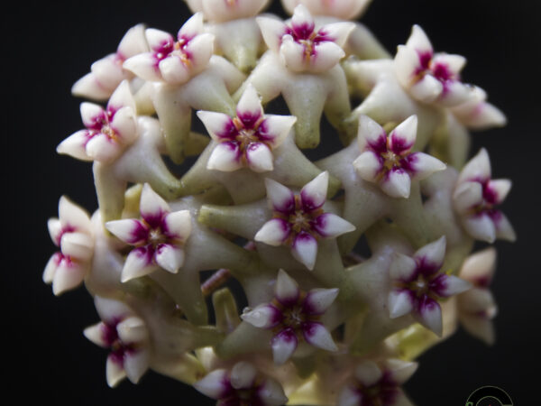 Hoya crassicaulis