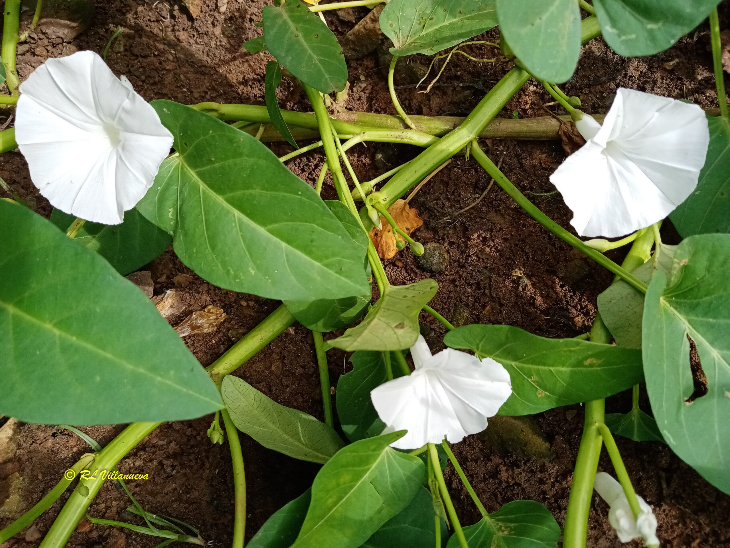 Ipomoea aquatica
