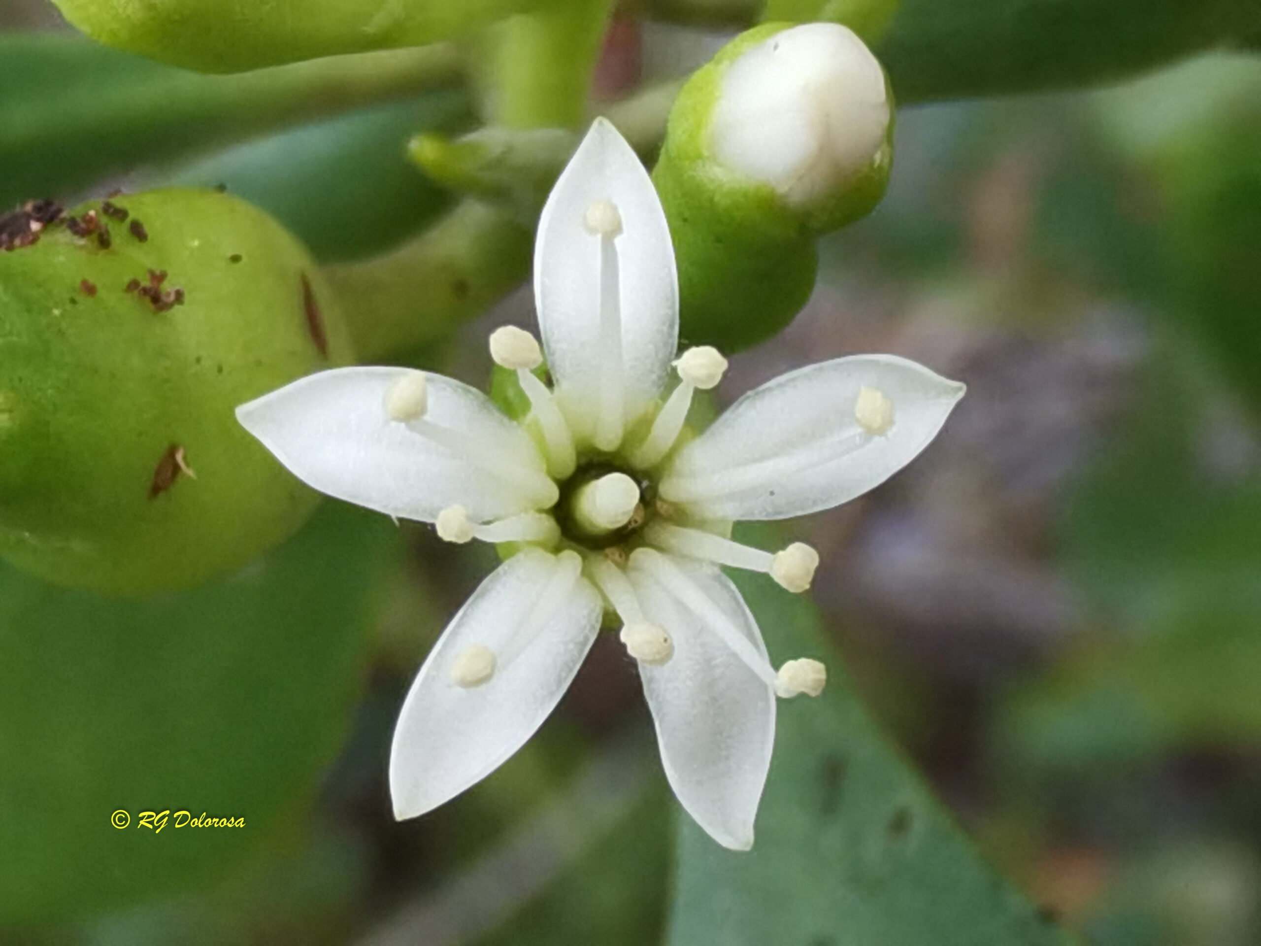 Lumnitzera racemosa