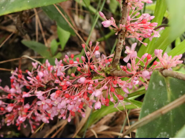 Medinilla ultramaficola