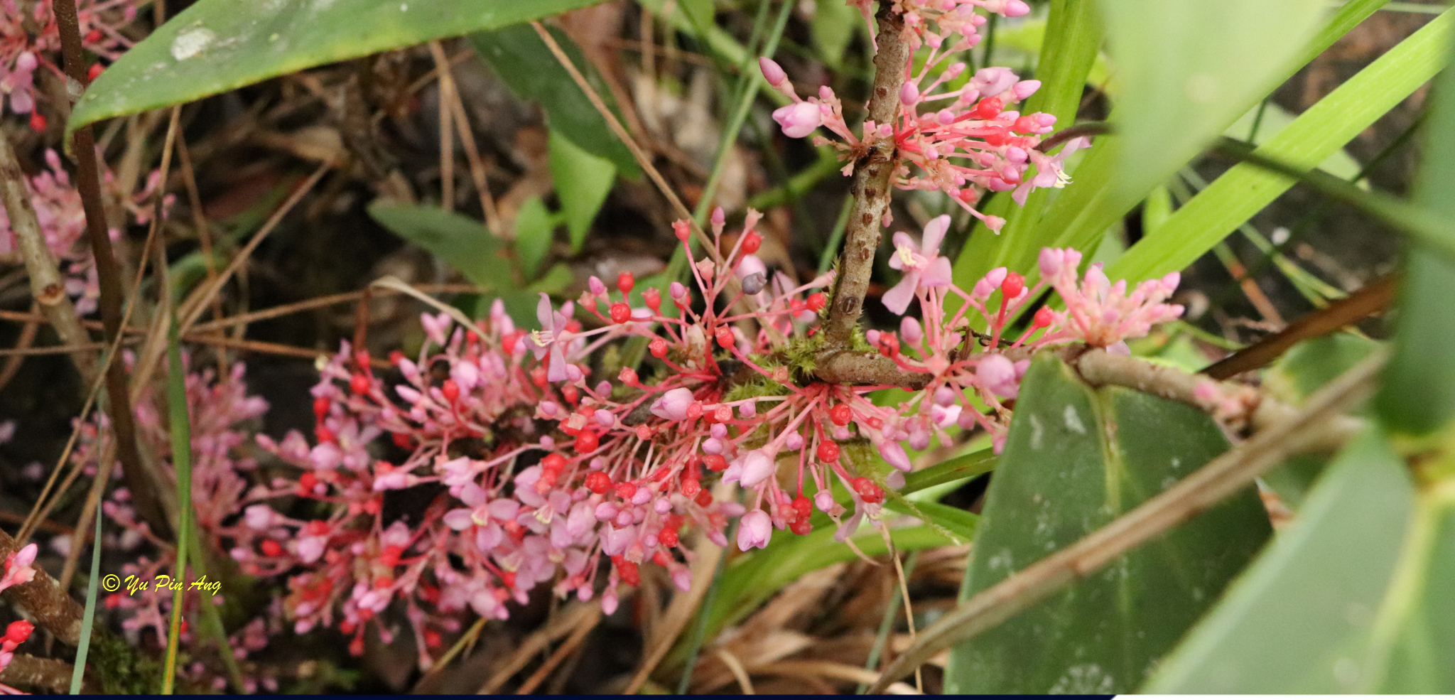 Medinilla ultramaficola