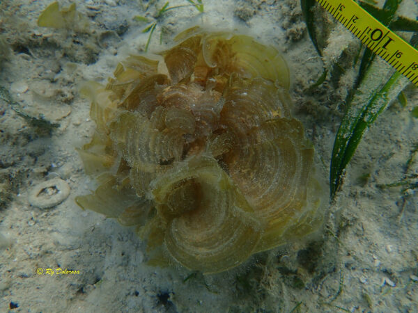 Padina pavonica