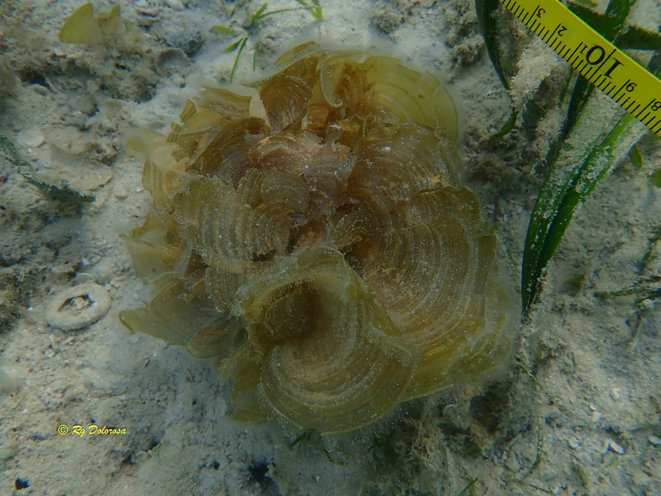 Padina pavonica