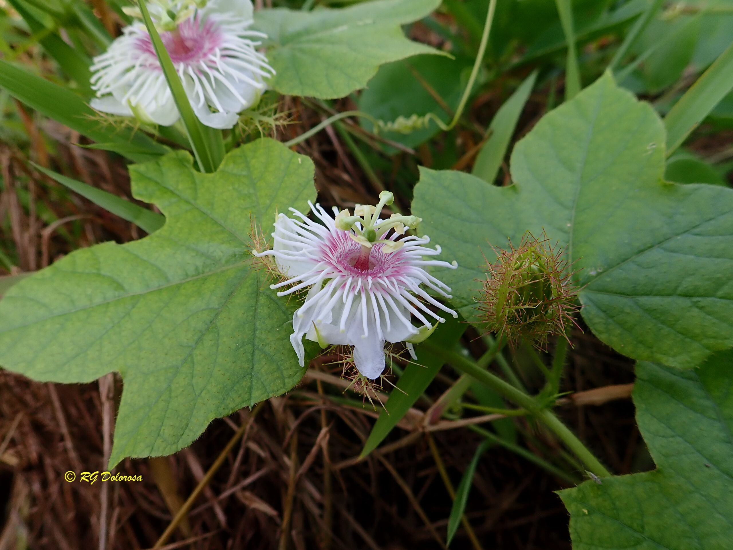 Passiflora foetida