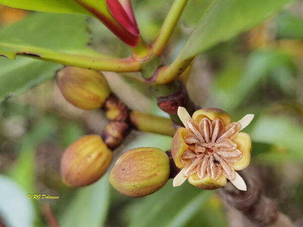 Rhizophora apiculata