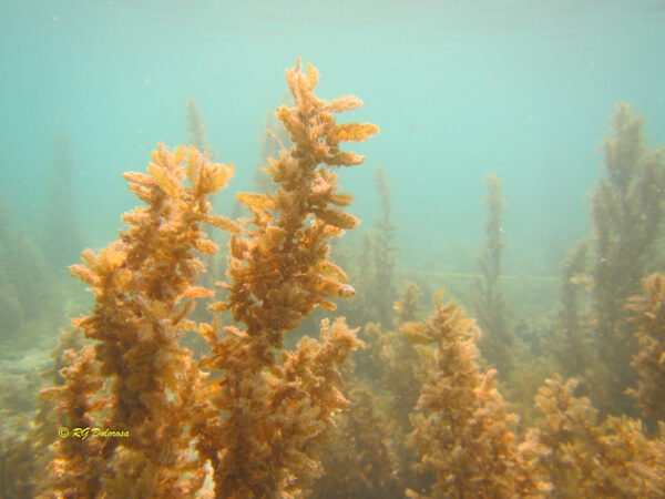 Sargassum sp.