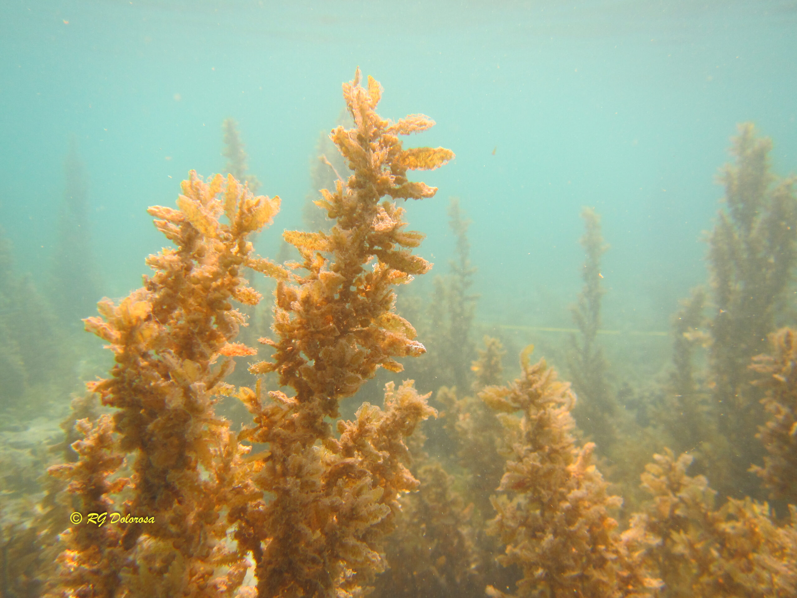 Sargassum sp.