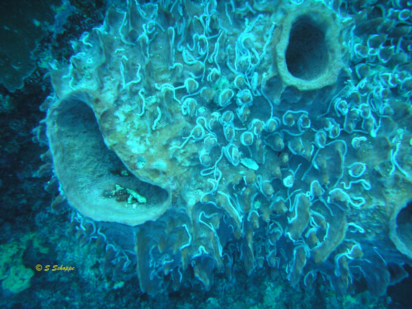 Synaptula sp.