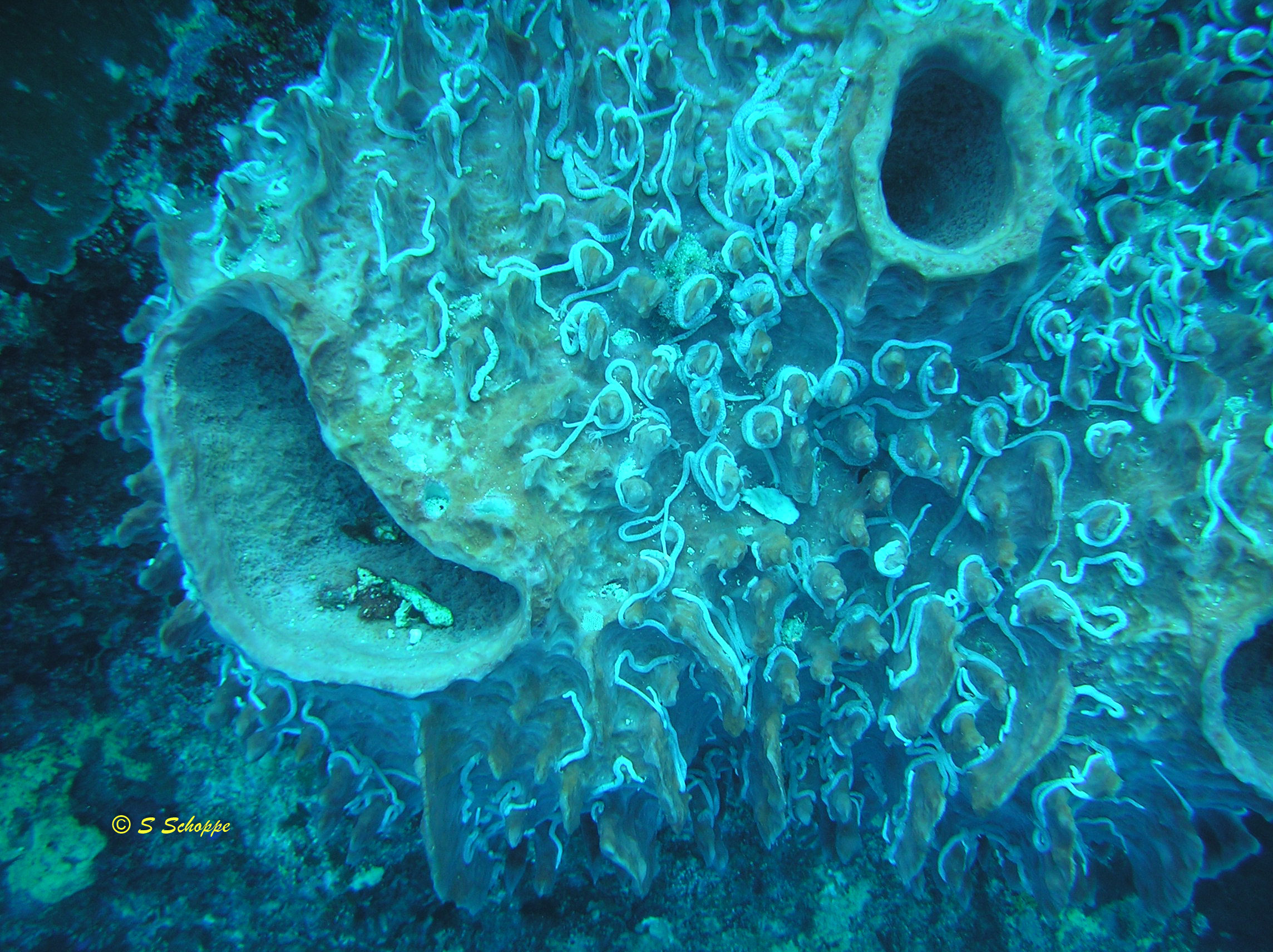 Synaptula sp.