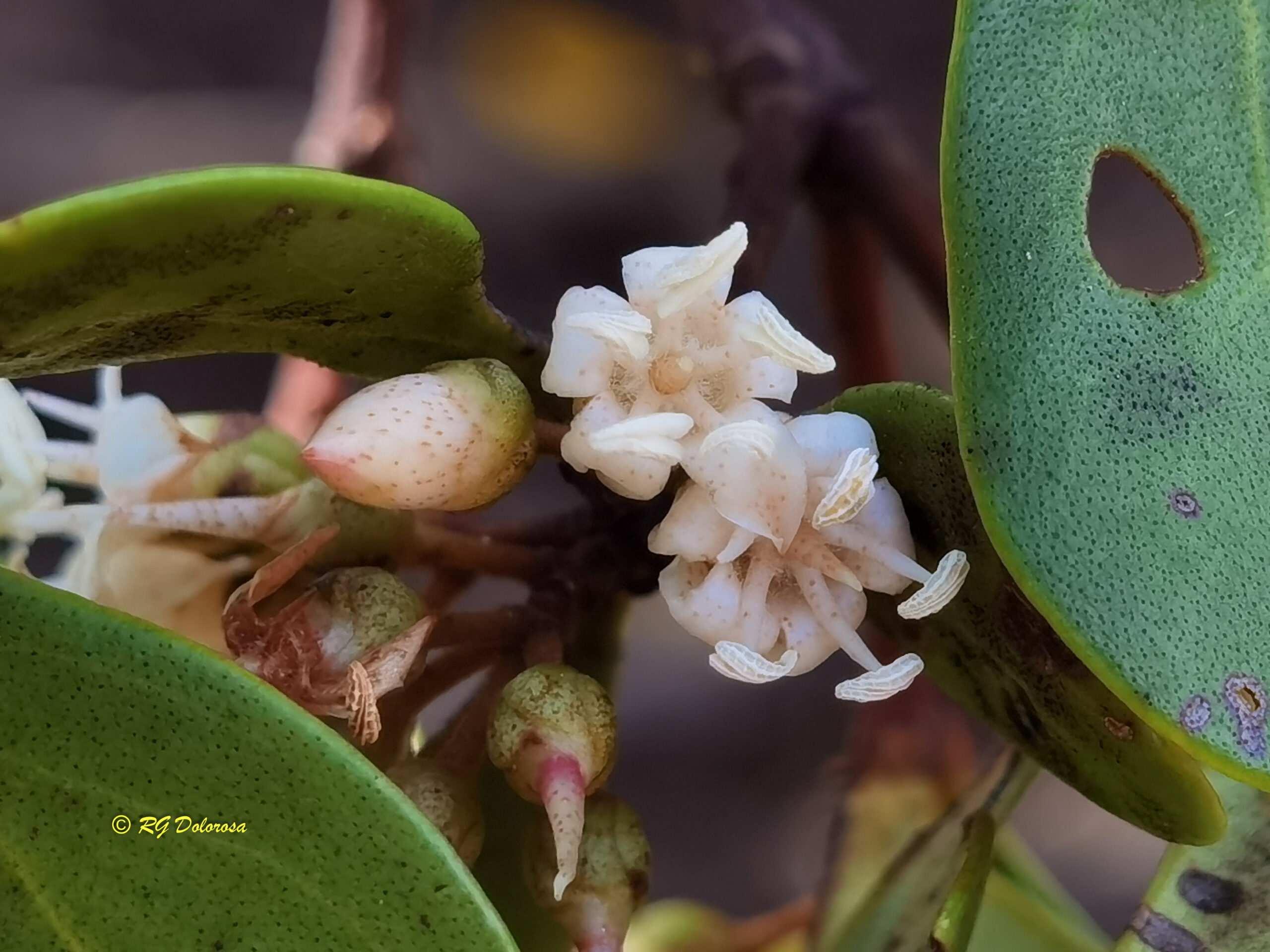 Aegiceras corniculatum
