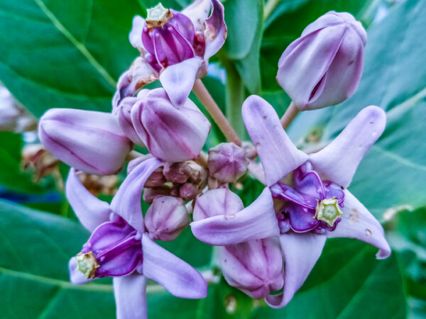 Calotropis gigantea