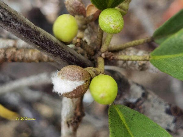 Camptostemon philippinensis