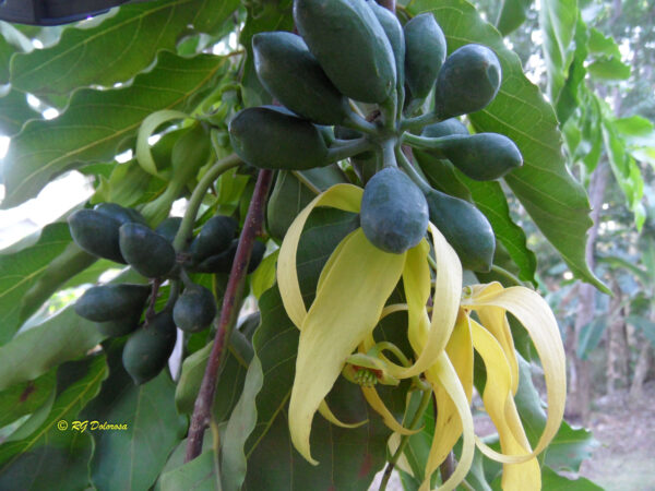 Cananga odorata