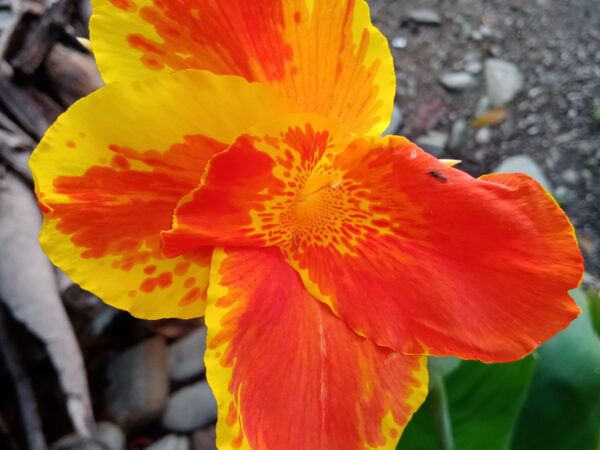 Canna indica