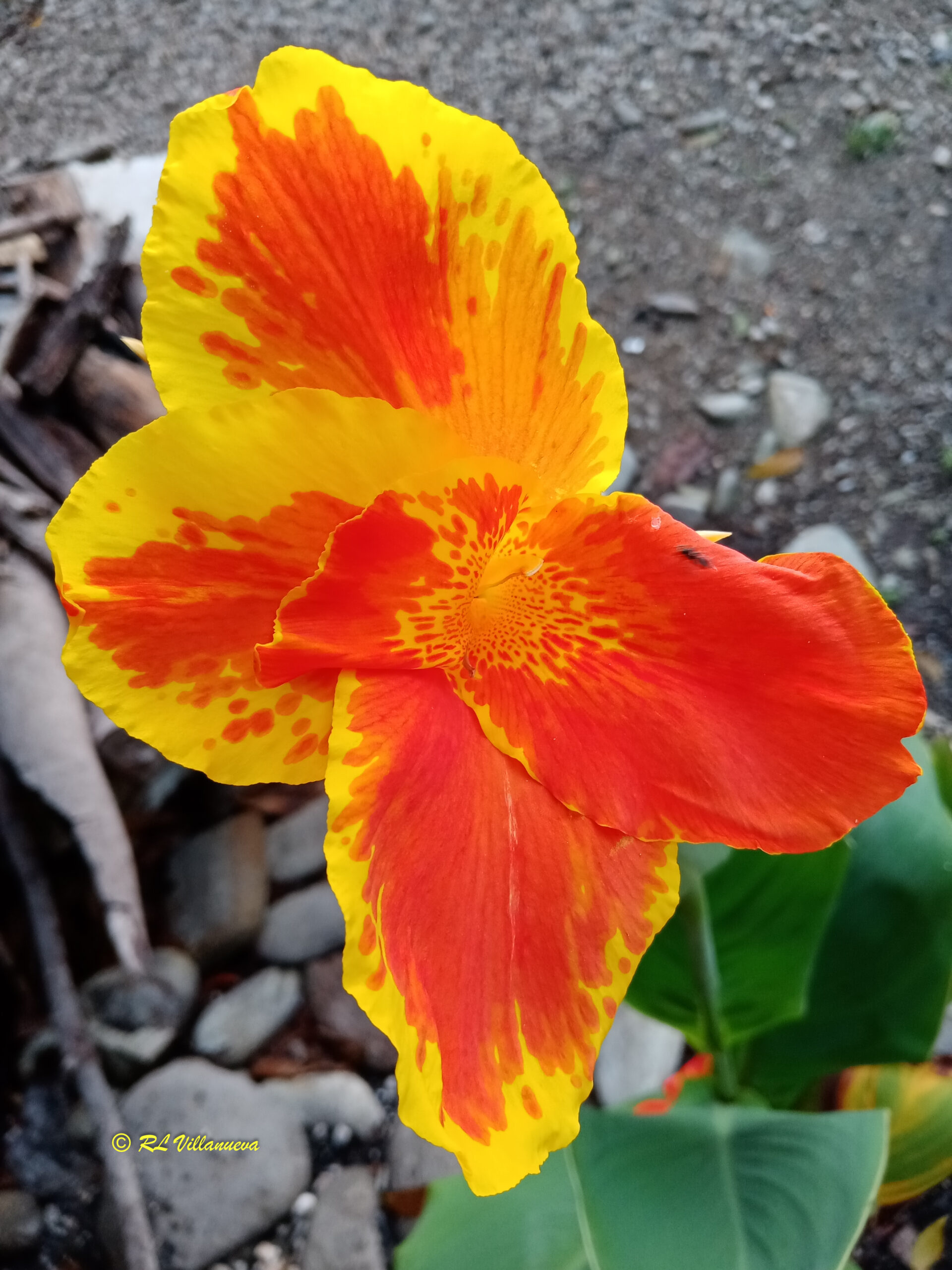 Canna indica