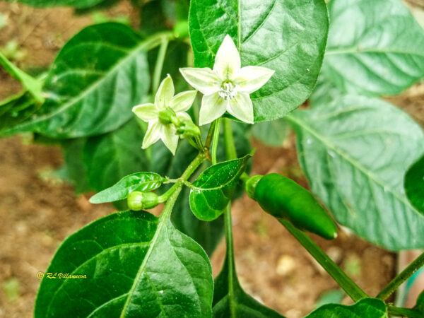 Capsicum frutescens