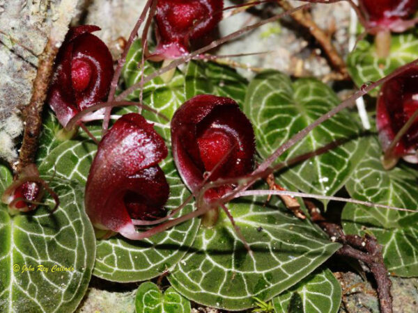 Corybas boholensis