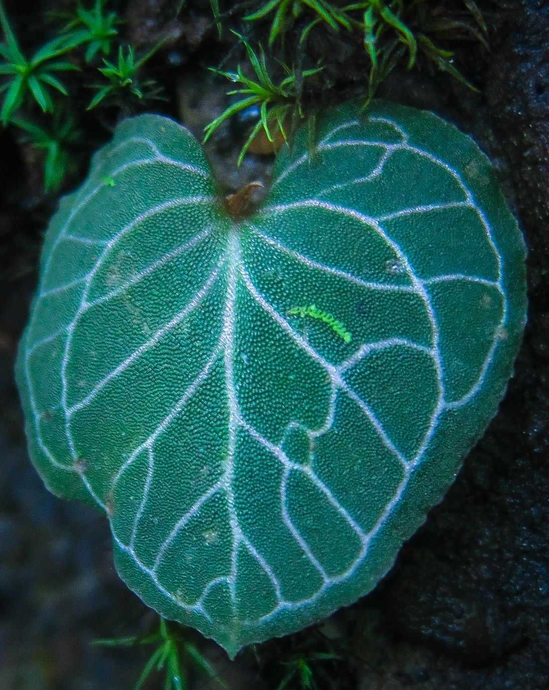 Corybas circinatus