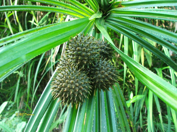 Pandanus utilis