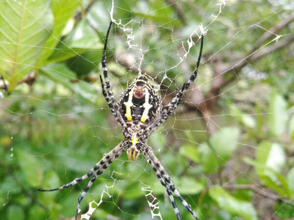Insect