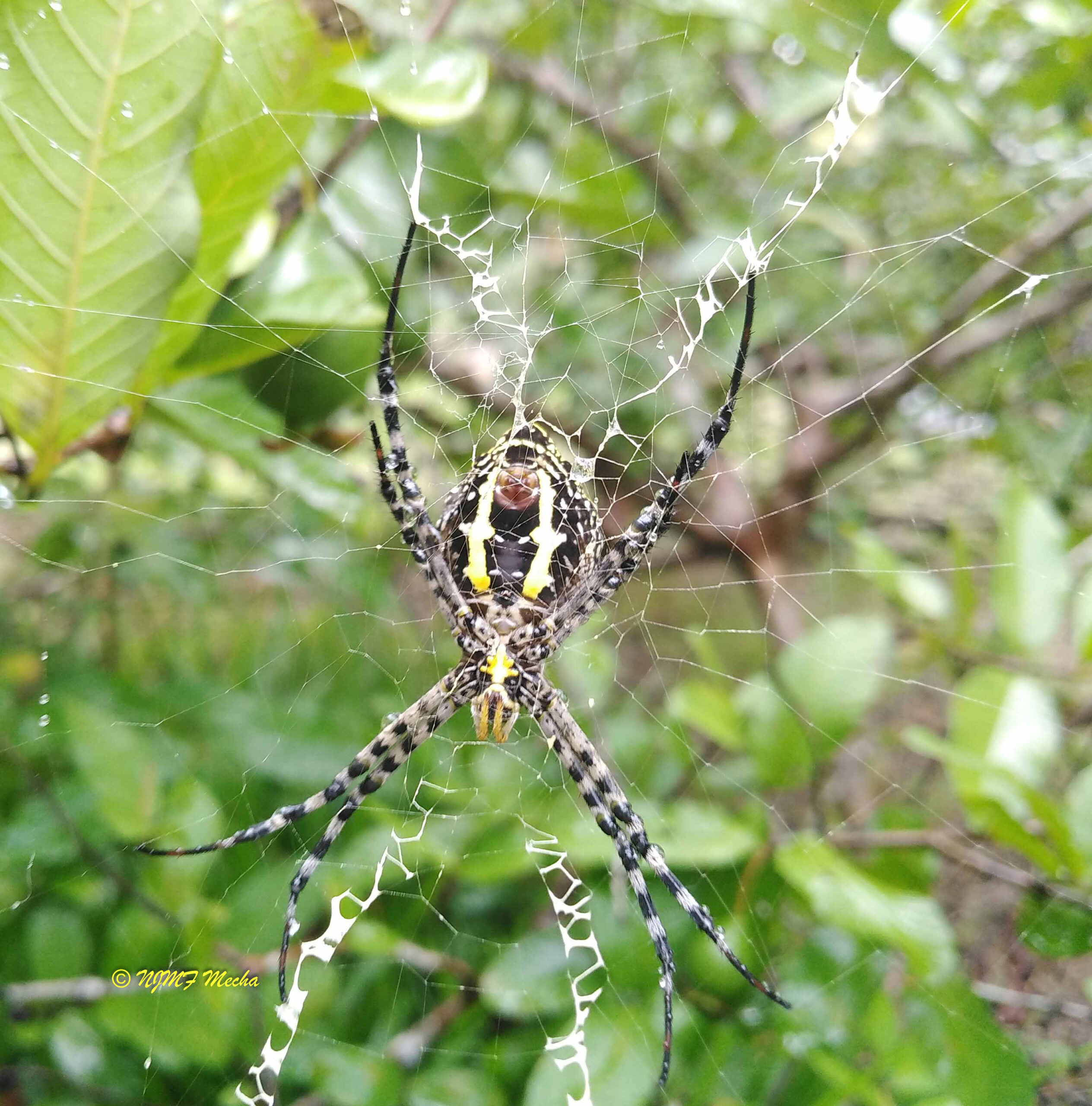 Insect
