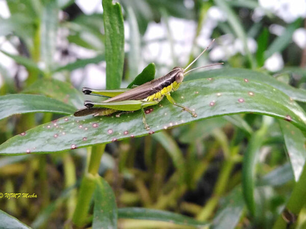 Omocestus viridulus